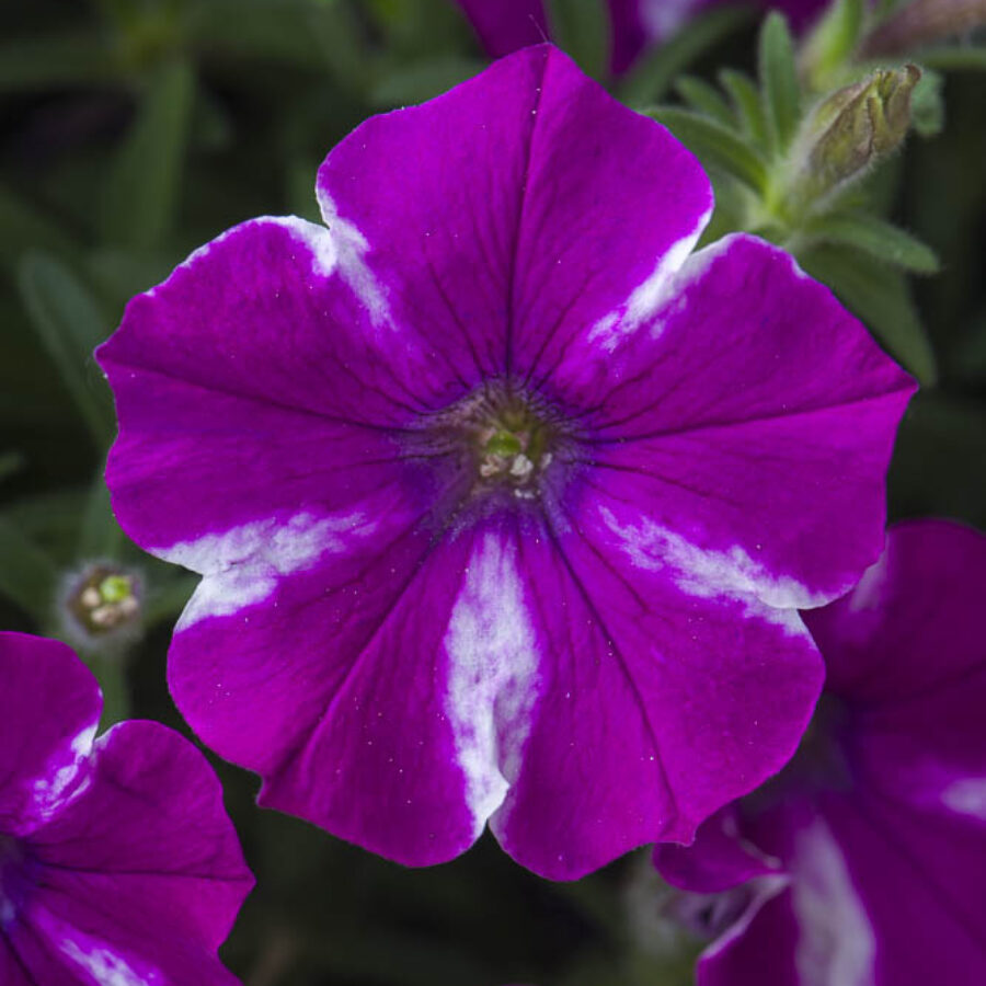Magenta Split