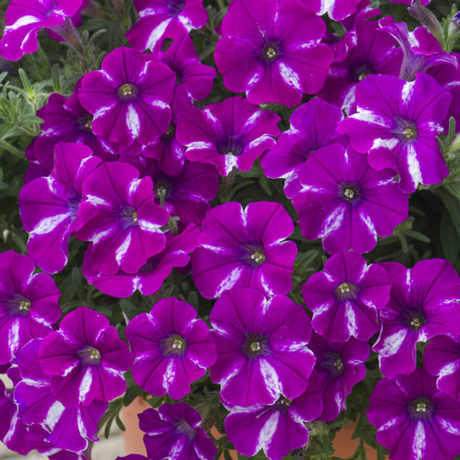 Magenta Split