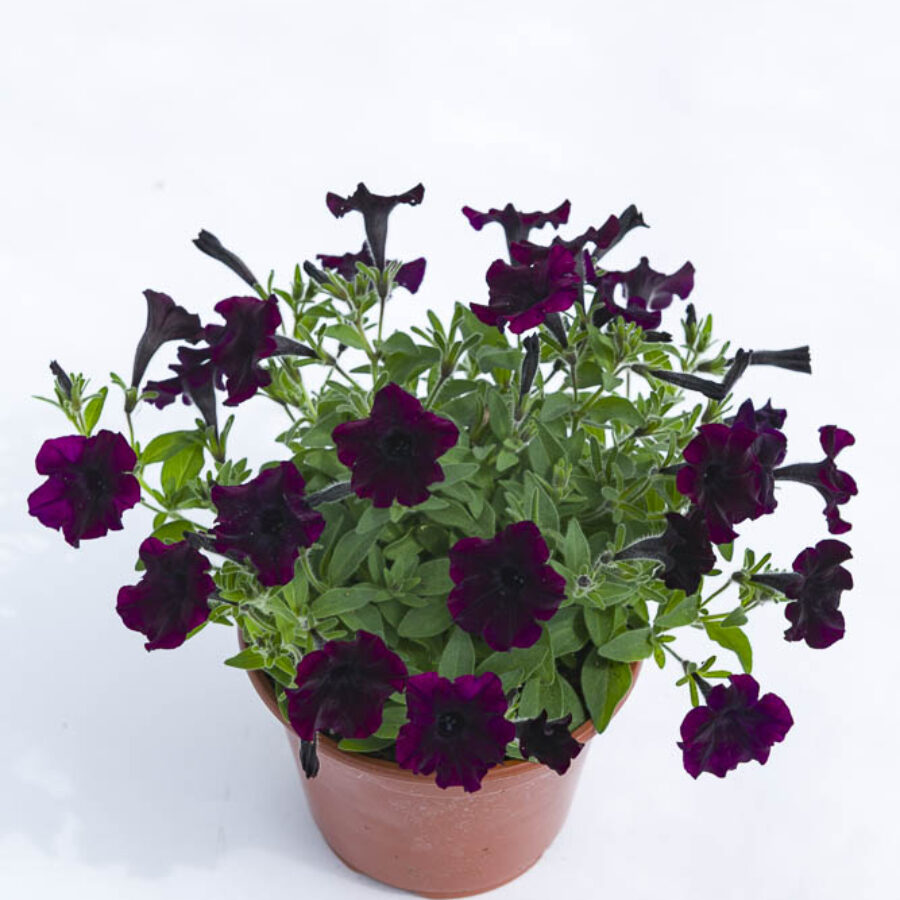 Black Cherry