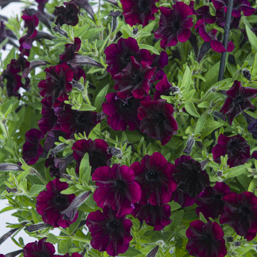 Black Cherry