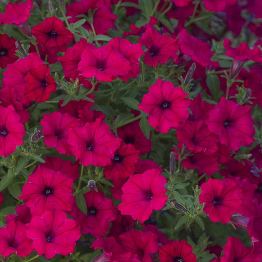 Cherry Red