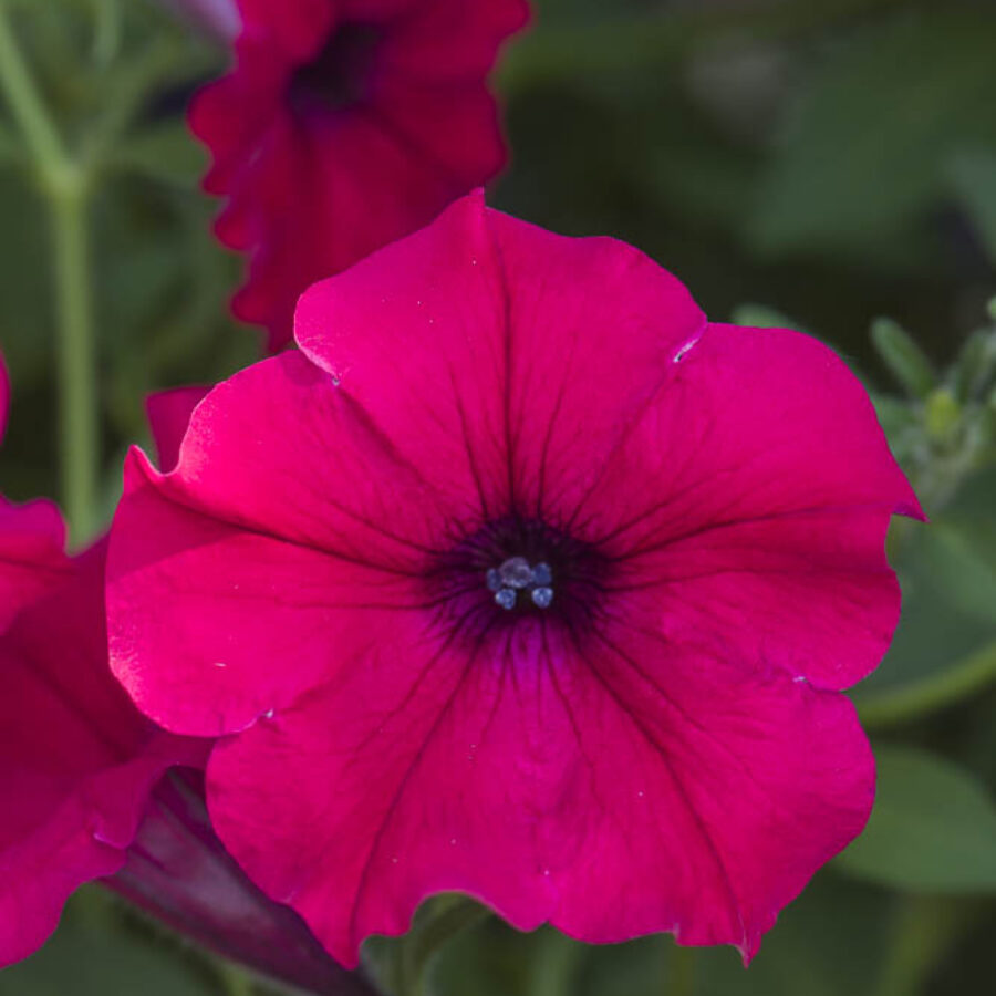 Cherry Red