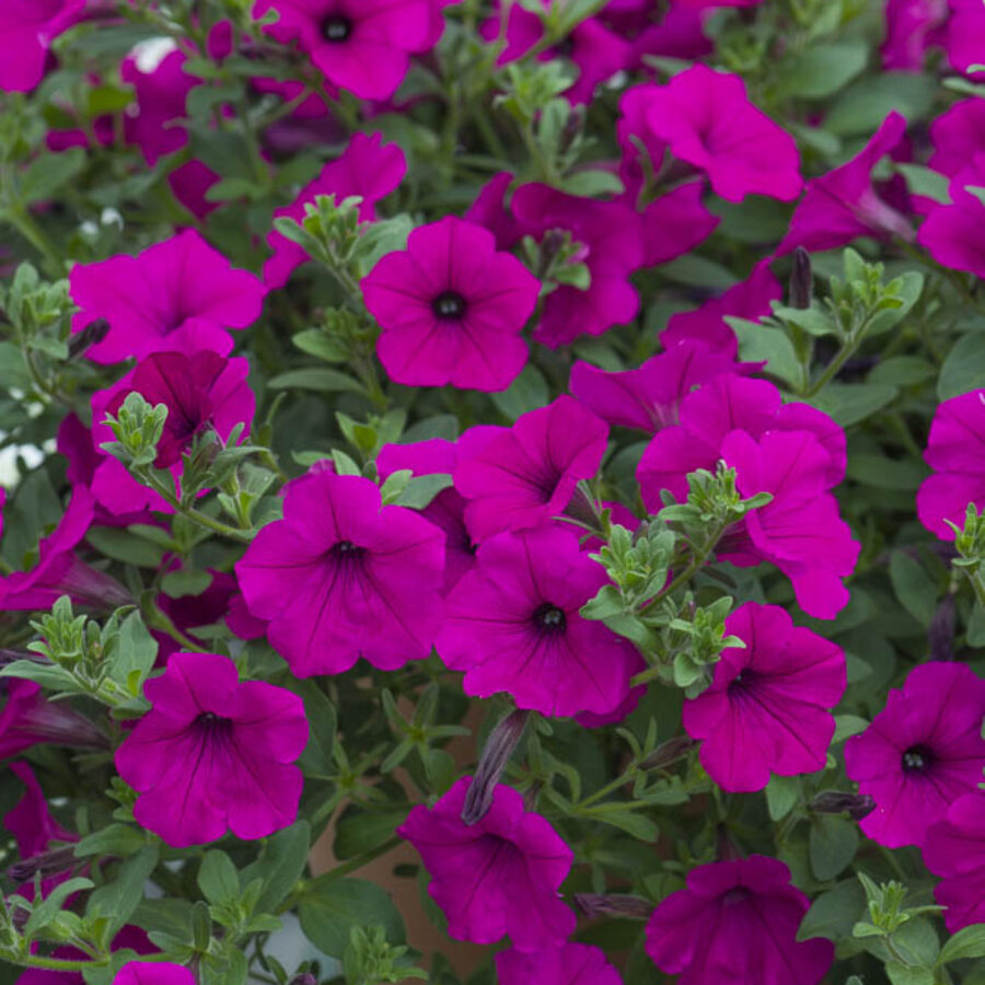Purple Spreading