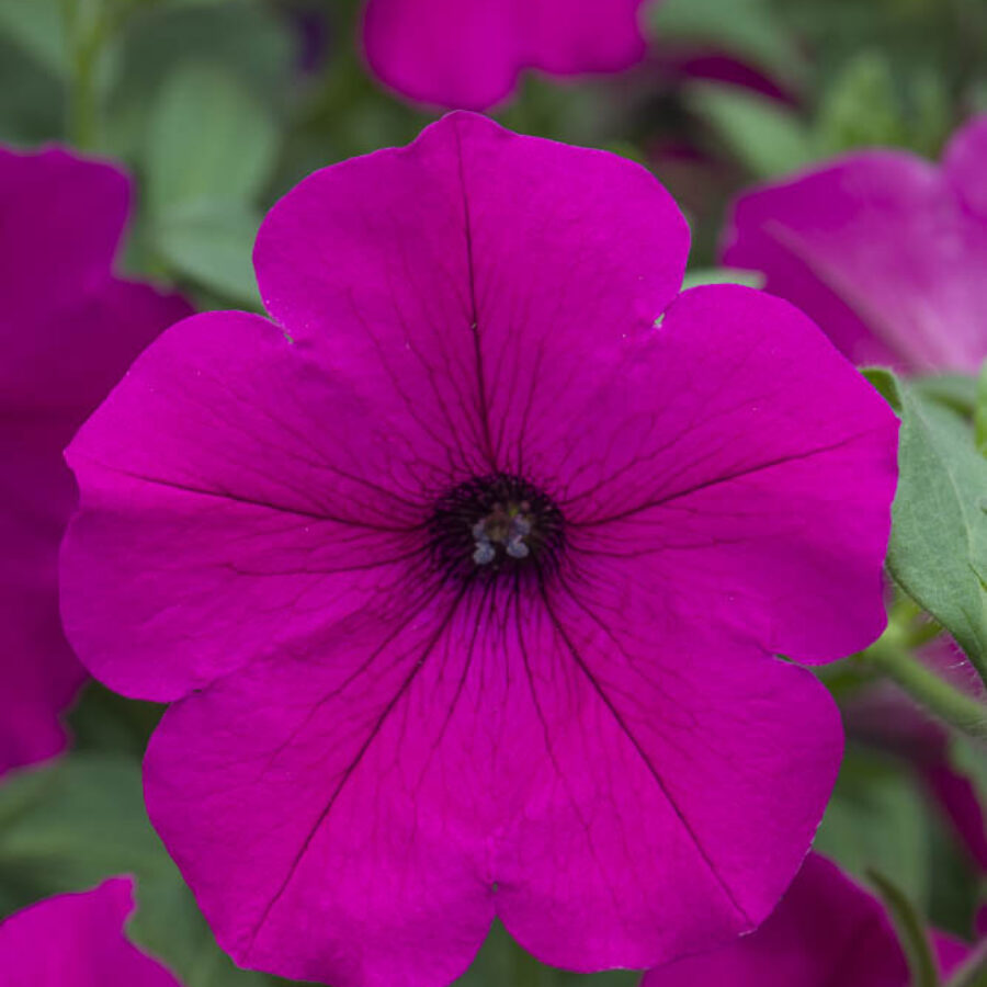 Purple Spreading