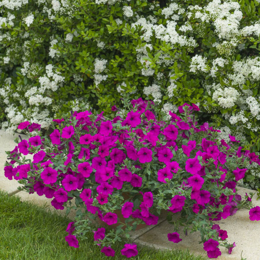 Purple Spreading