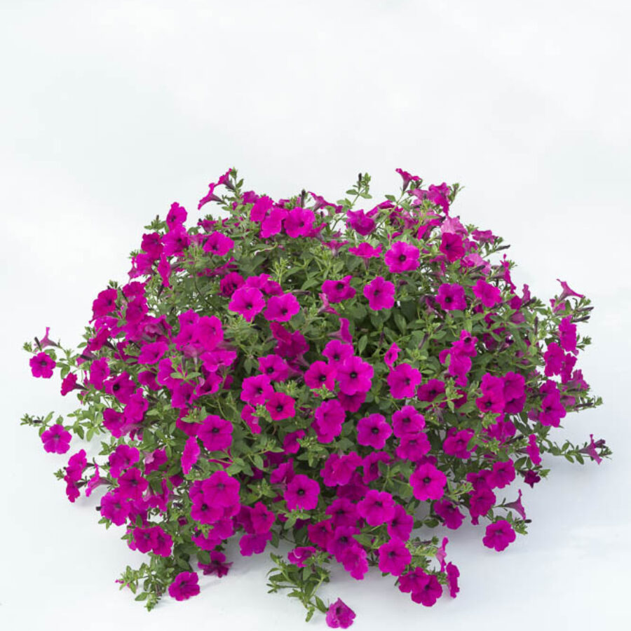 Purple Spreading