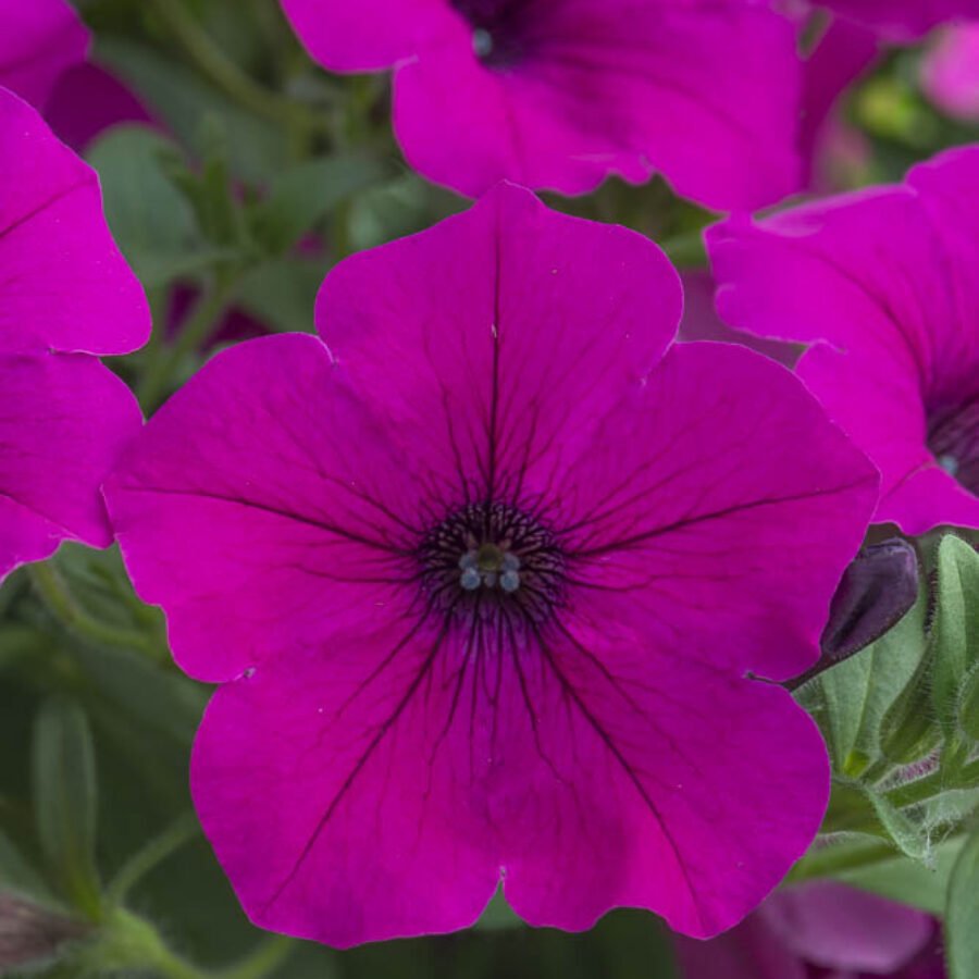 Purple Spreading