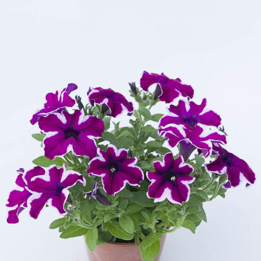 Starflare Purple