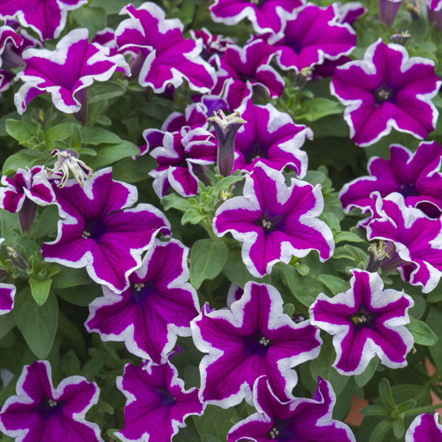 Starflare Purple