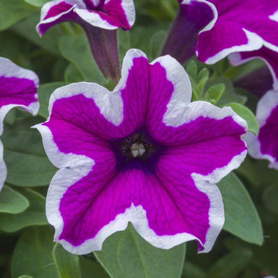 Starflare Purple