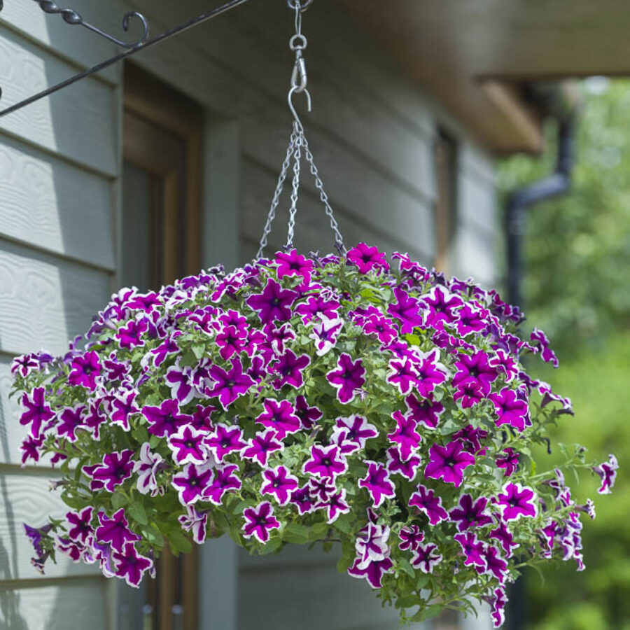 Starflare Purple