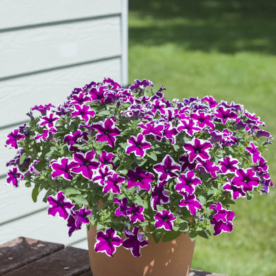 Starflare Purple