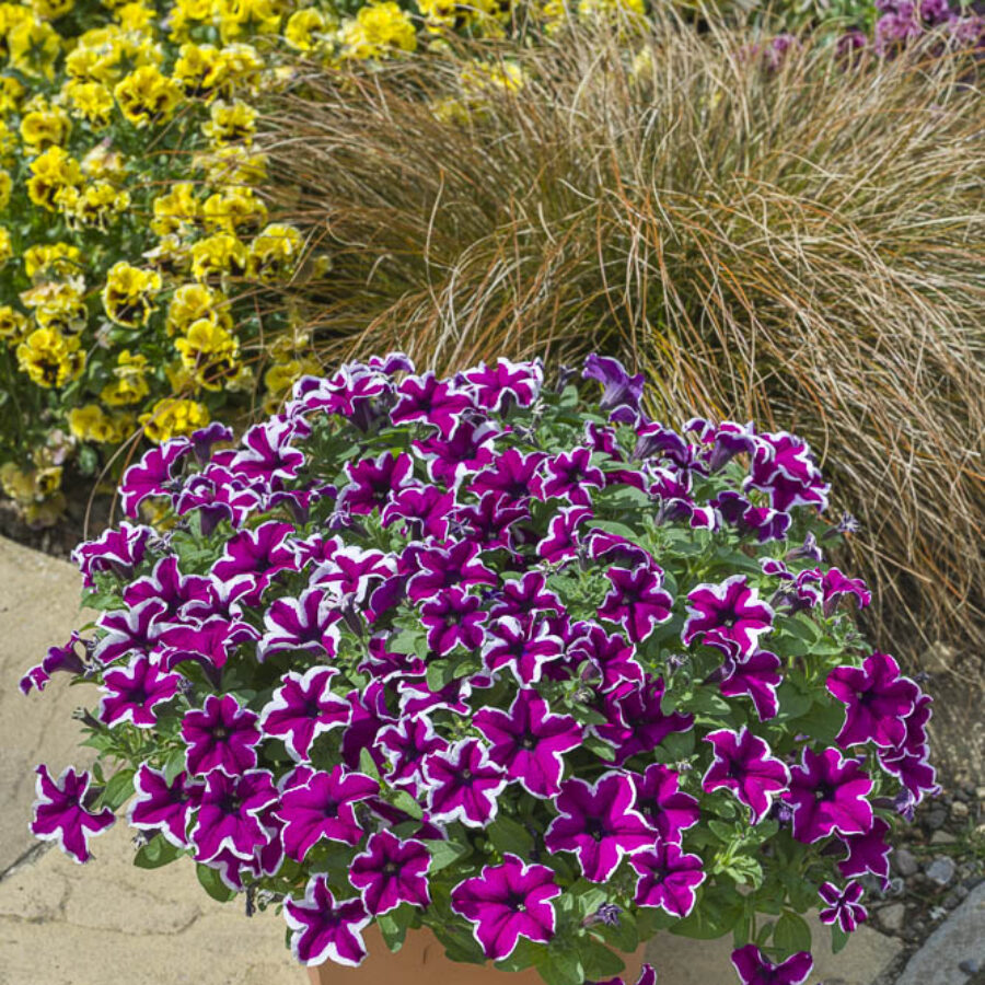 Starflare Purple