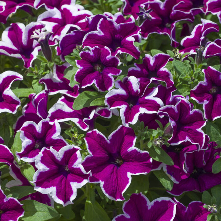 Starflare Purple
