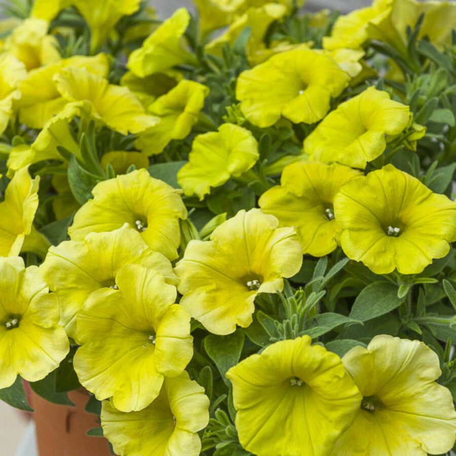 Sunny Yellow
