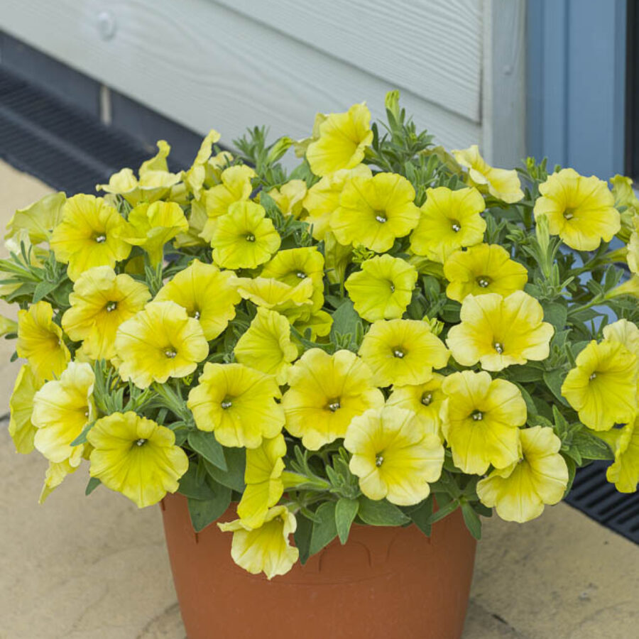 Sunny Yellow