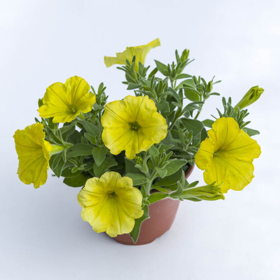 Sunny Yellow