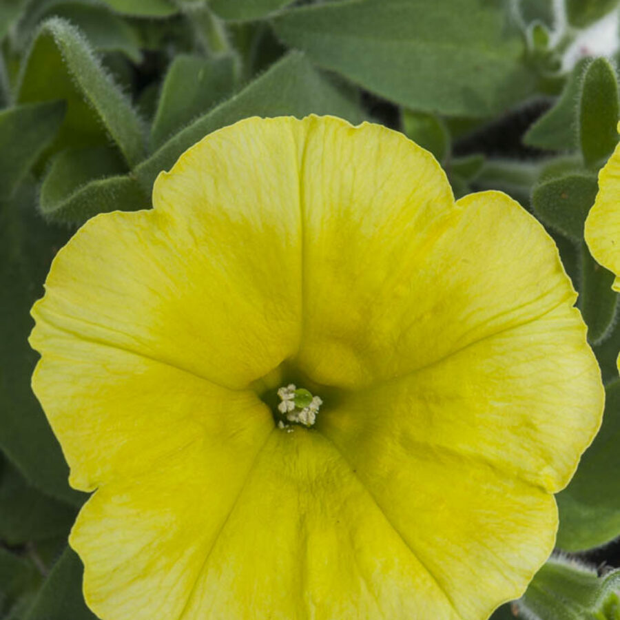 Sunny Yellow