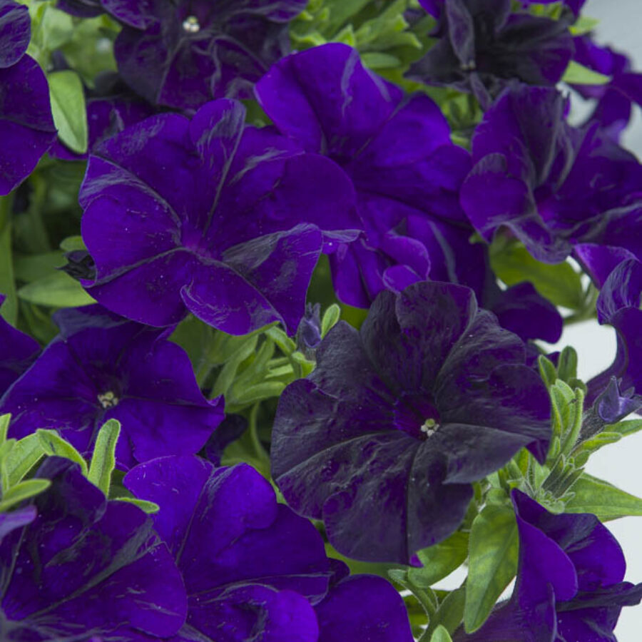 Blue 26