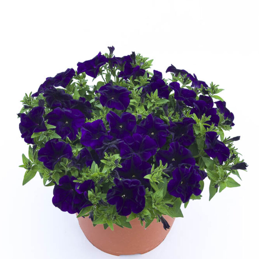 Blue 26